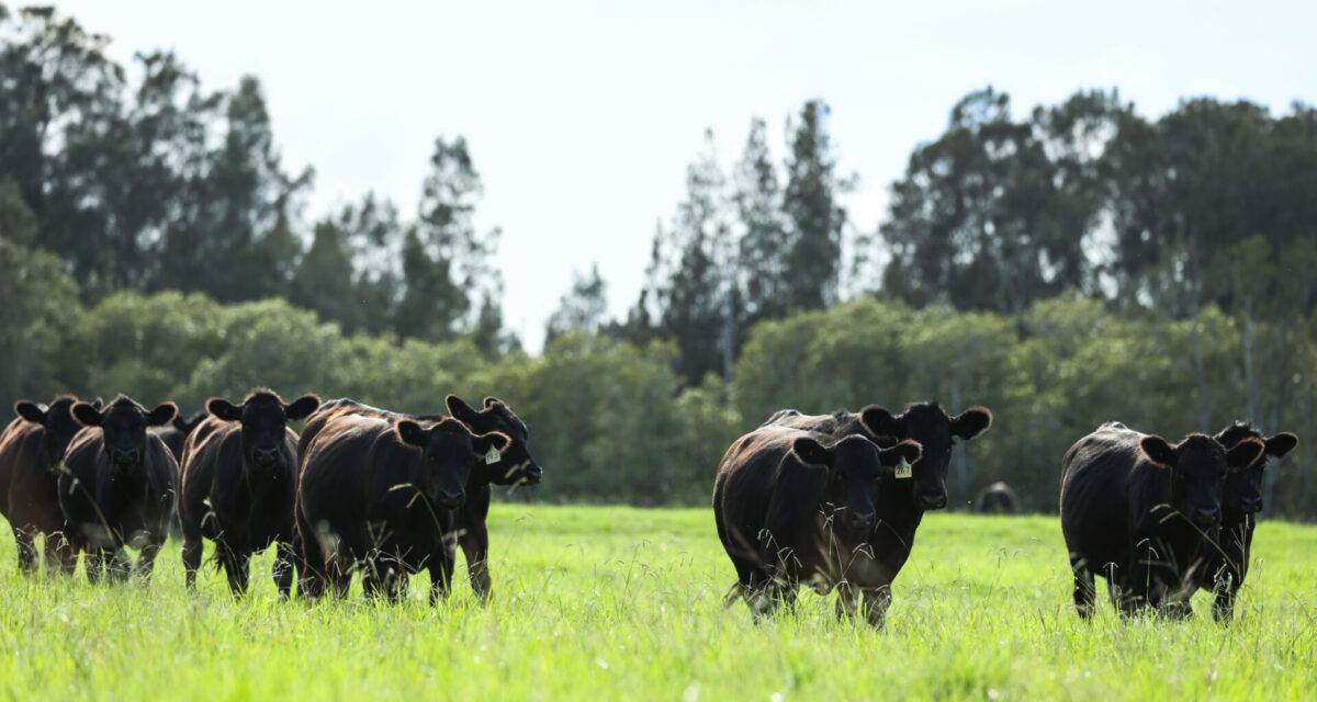 Livestock